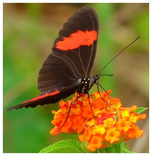 Wallpapers Animals Insects - Butterflies Pour le nectar