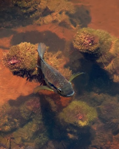 Fonds d'cran Animaux Vie marine - Poissons Poisson du fleuve Sinnamary