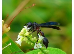 Fonds d'cran Animaux Pour le nectar