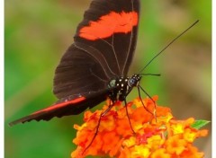 Fonds d'cran Animaux Pour le nectar