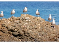 Fonds d'cran Animaux Image sans titre N178757