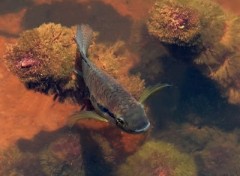 Fonds d'cran Animaux Poisson du fleuve Sinnamary