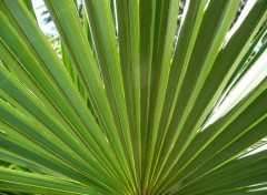 Fonds d'cran Nature Palmier Phoenix