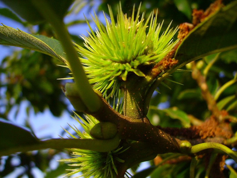 Wallpapers Nature Fruits 