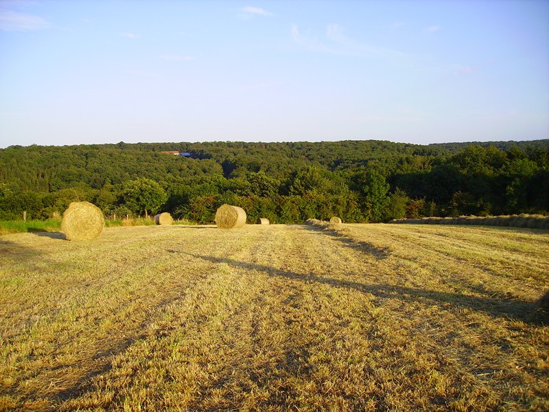 Wallpapers Nature Fields Campagne en t