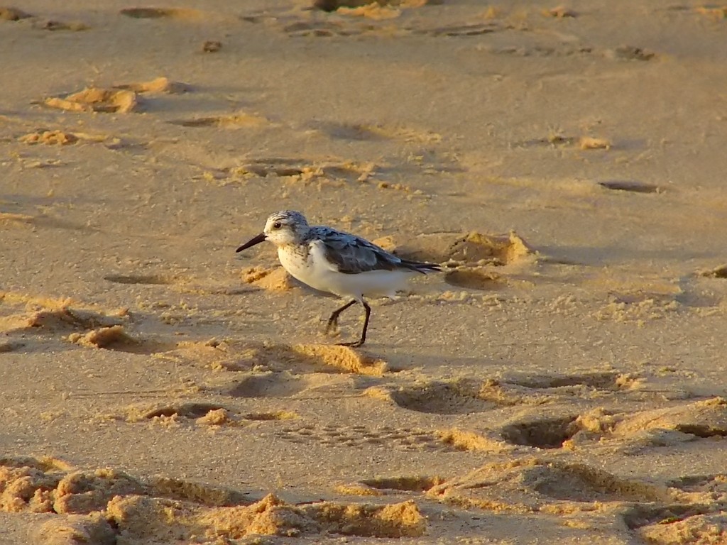 Wallpapers Animals Birds - Misc Bcasseau en promenade