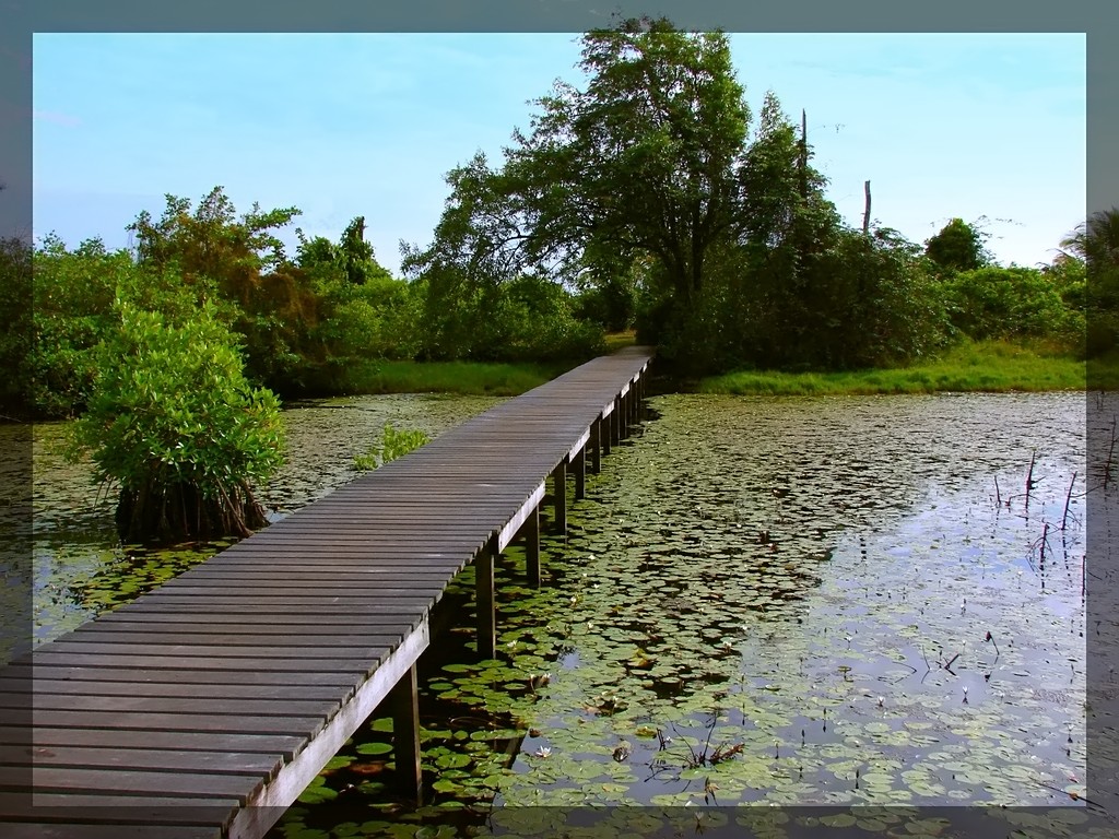 Fonds d'cran Nature Lacs - Etangs Dans les marais