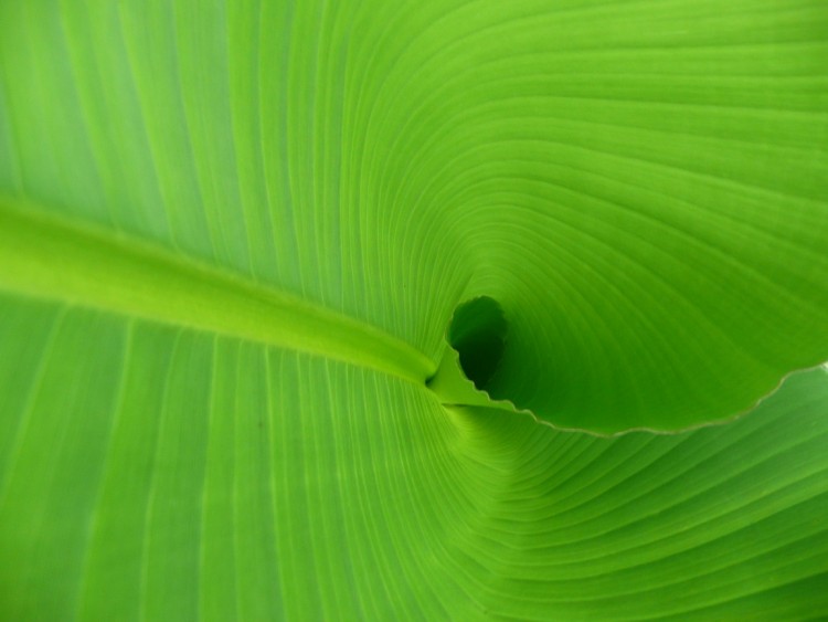 Wallpapers Nature Leaves - Foliage Feuille de bananier