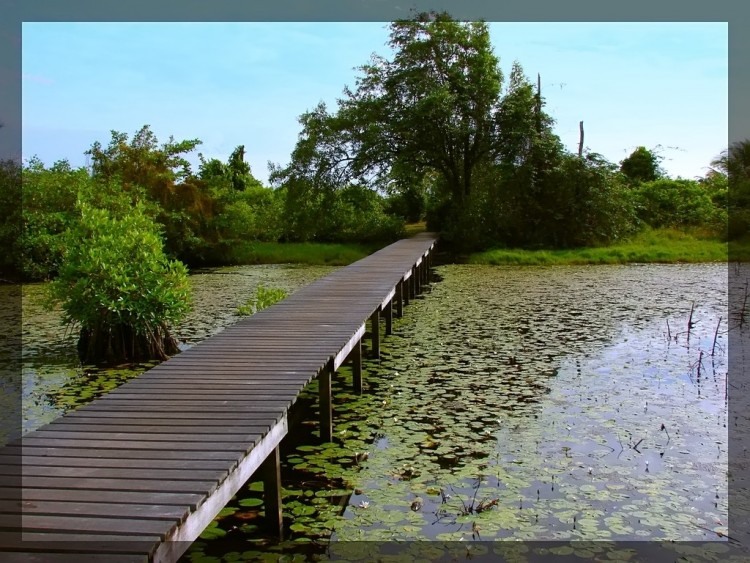 Wallpapers Nature Lakes - Ponds Dans les marais