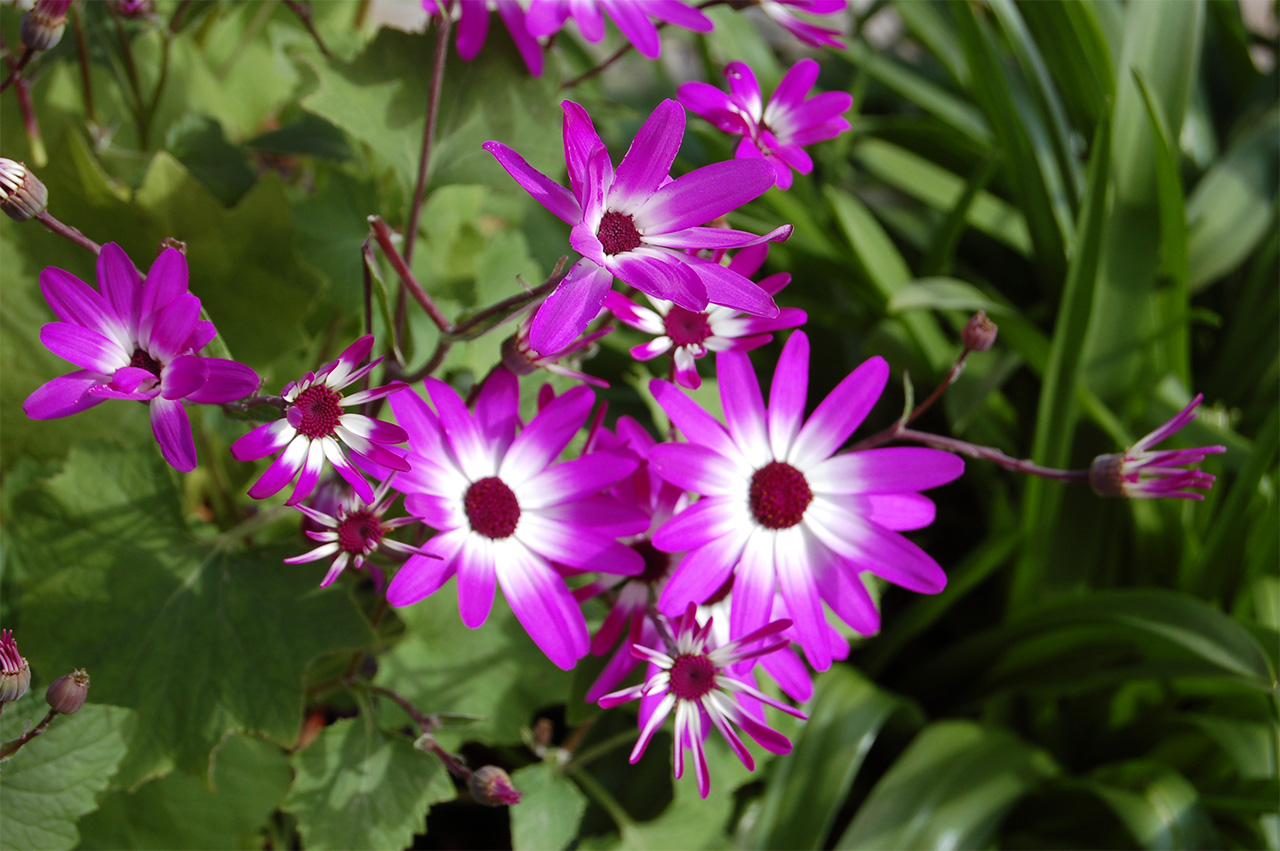 Fonds d'cran Nature Fleurs Fleurs violettes