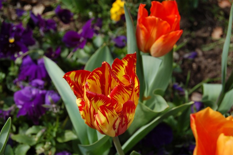 Fonds d'cran Nature Fleurs Fleurs couleur feux