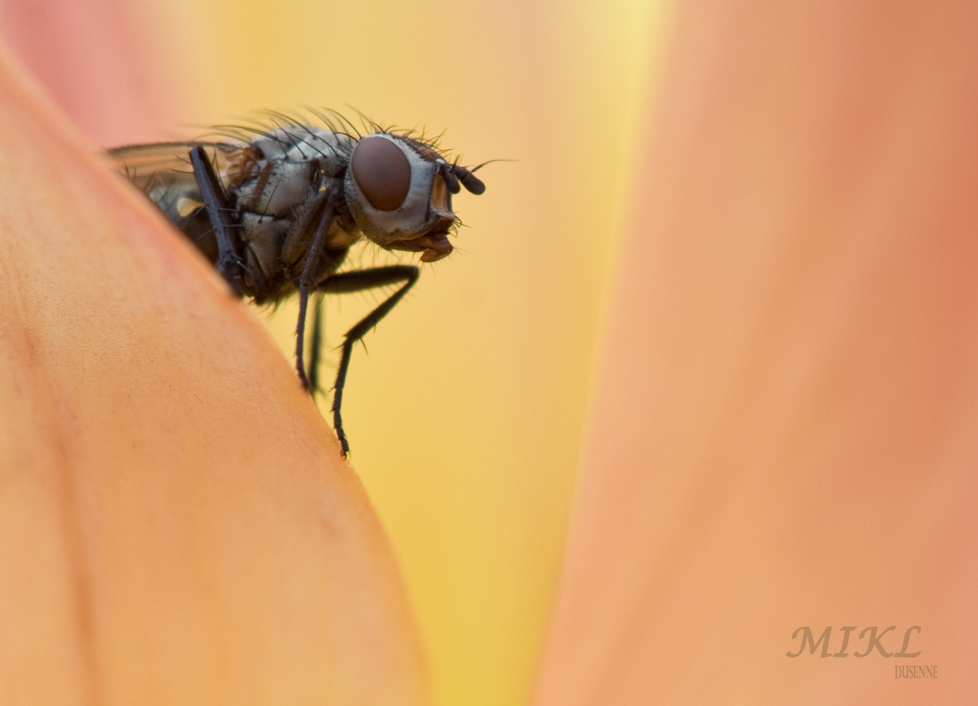 Wallpapers Animals Insects - Flies mouche dans une fleur