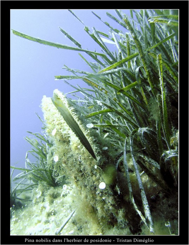 Wallpapers Animals Sealife - Fishes Pina nobilis dans l'herbier de posidonie