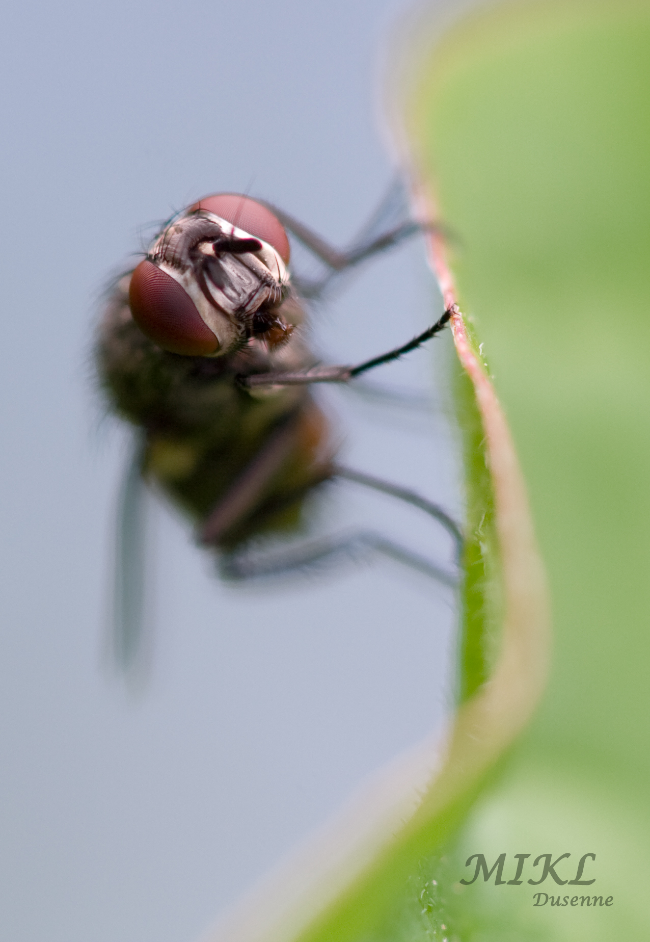 Wallpapers Animals Insects - Flies une mouche