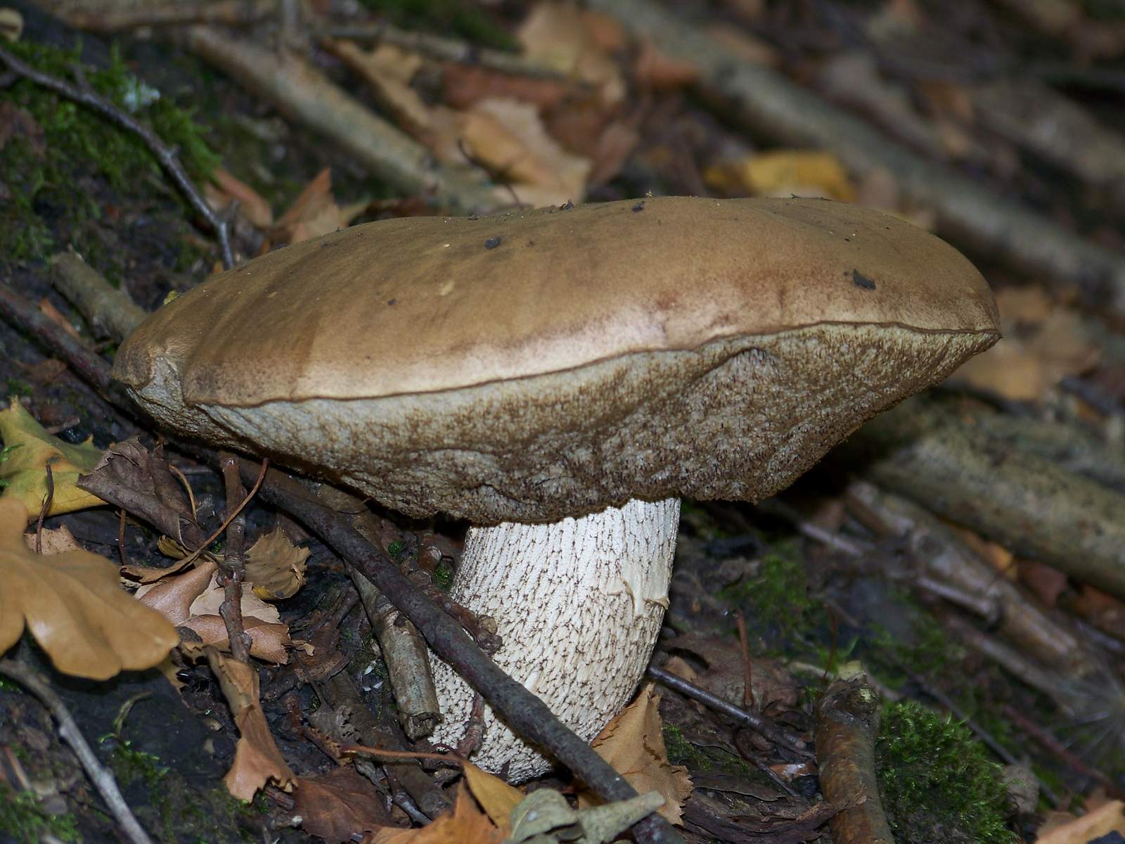 Fonds d'cran Nature Champignons Bolet