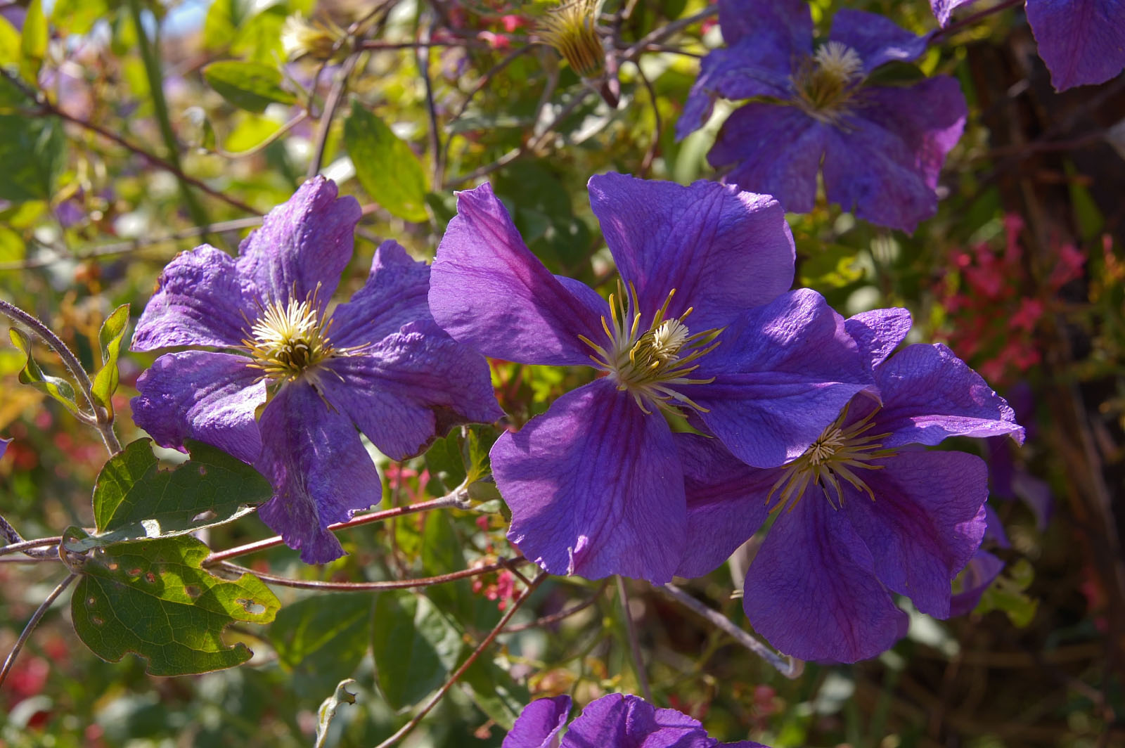 Wallpapers Nature Flowers Clmatite