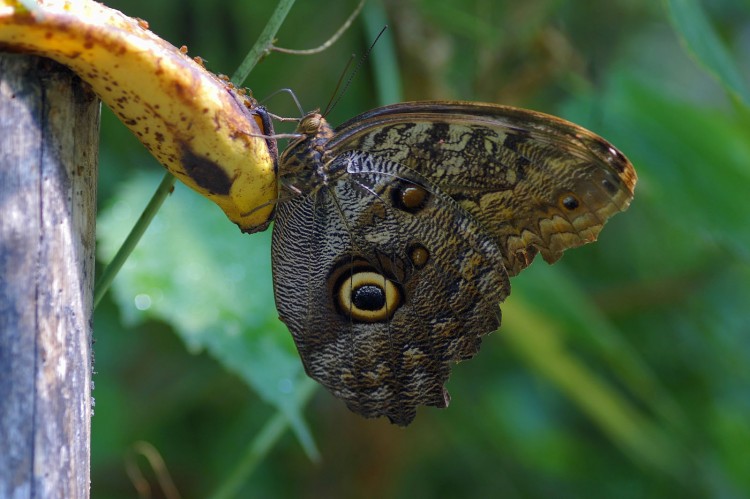 Wallpapers Animals Insects - Butterflies Caligo Atreus