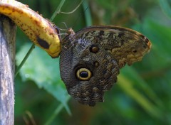 Wallpapers Animals Caligo Atreus