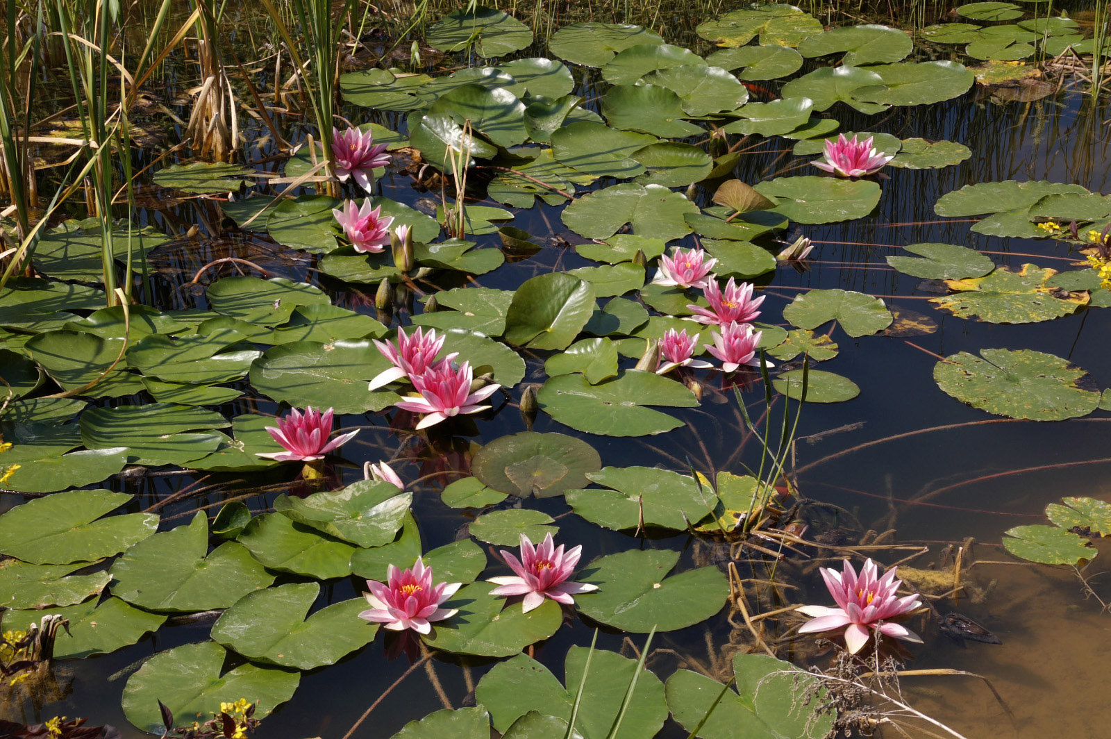 Wallpapers Nature Flowers Nnuphars