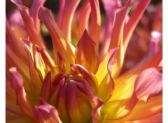 Fonds d'cran Nature Dahlia