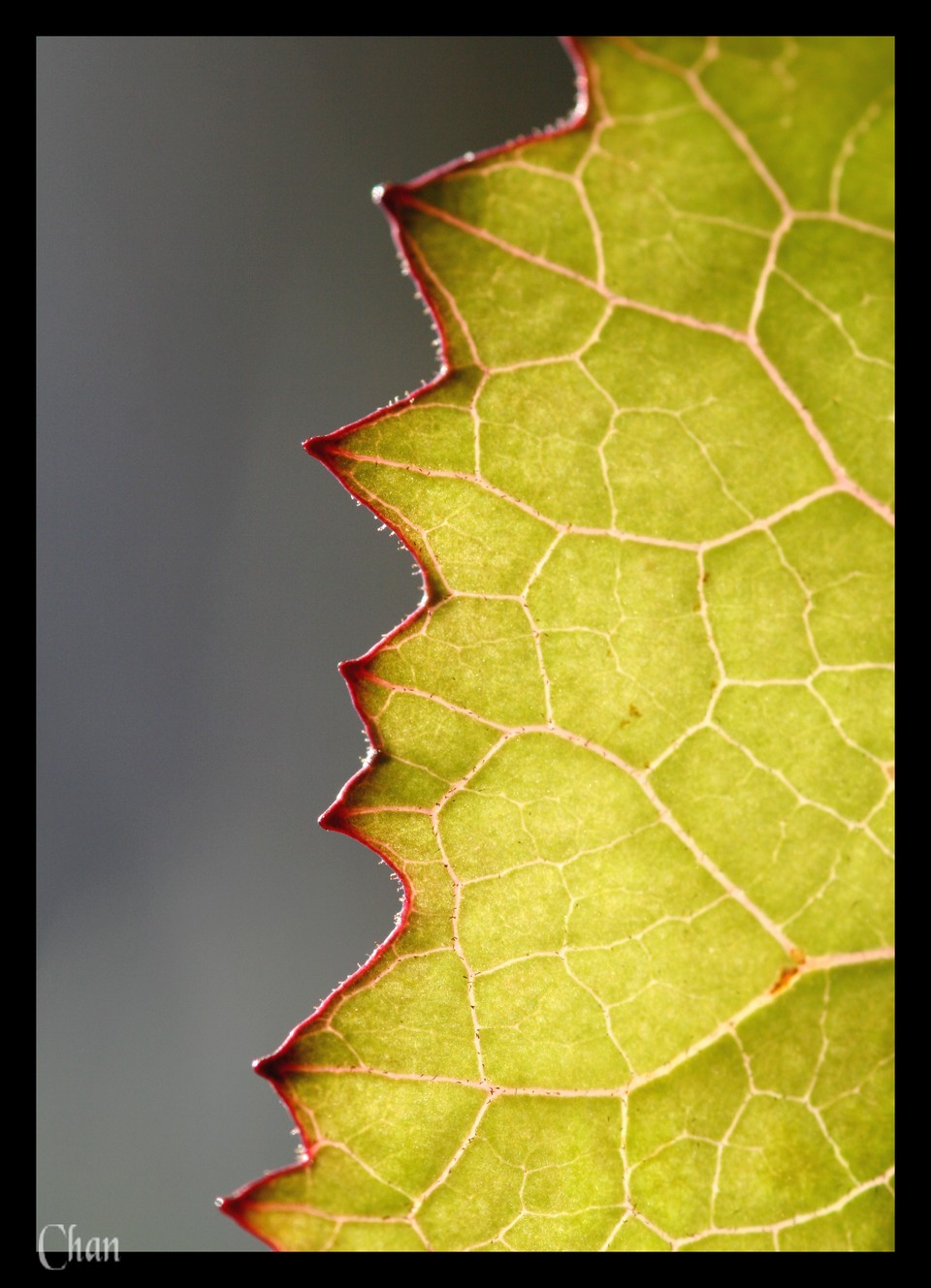 Fonds d'cran Nature Feuilles - Feuillages 