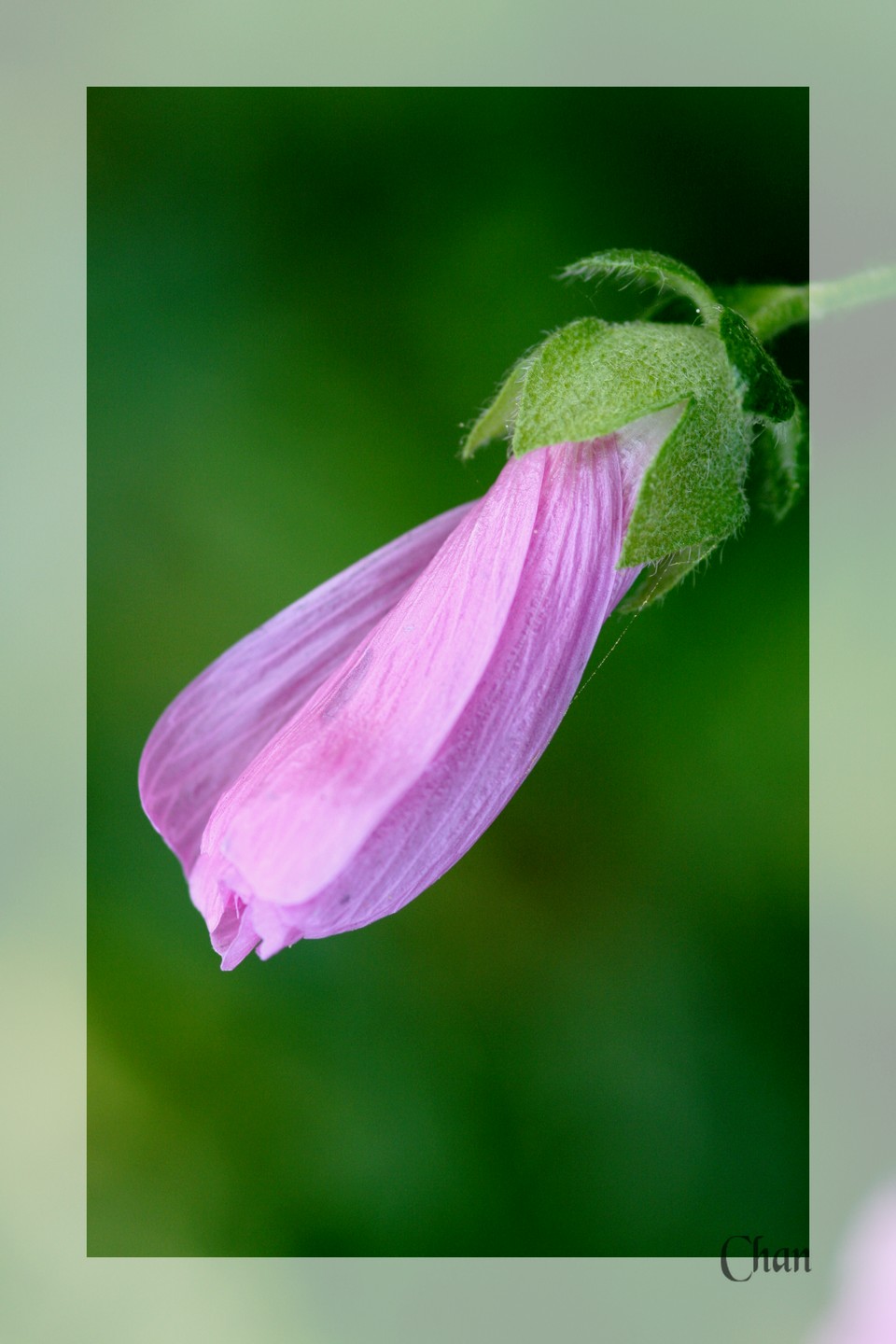 Fonds d'cran Nature Fleurs 