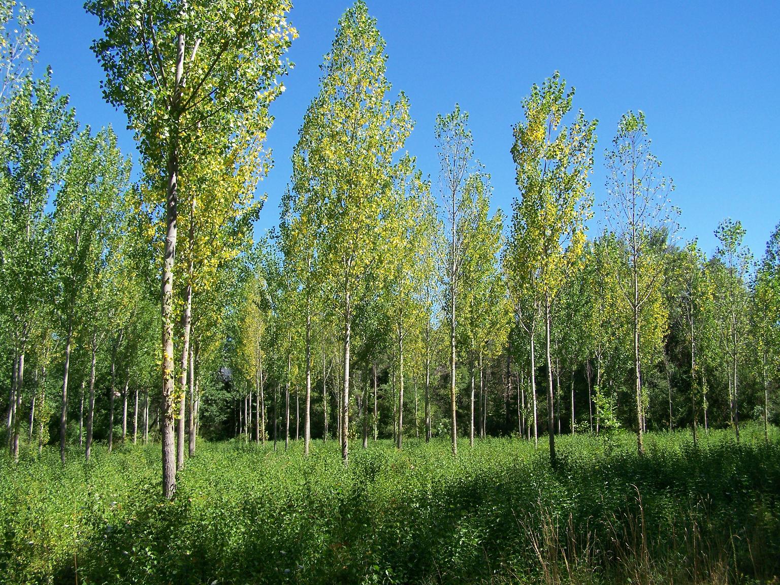 Fonds d'cran Nature Arbres - Forts Peupleraie