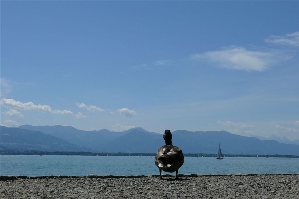 Fonds d'cran Animaux Oiseaux - Canards lindau