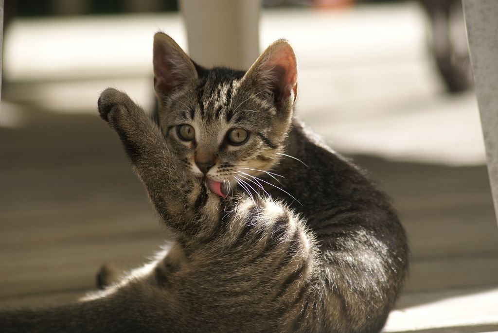 Fonds d'cran Animaux Chats - Chatons TiPou