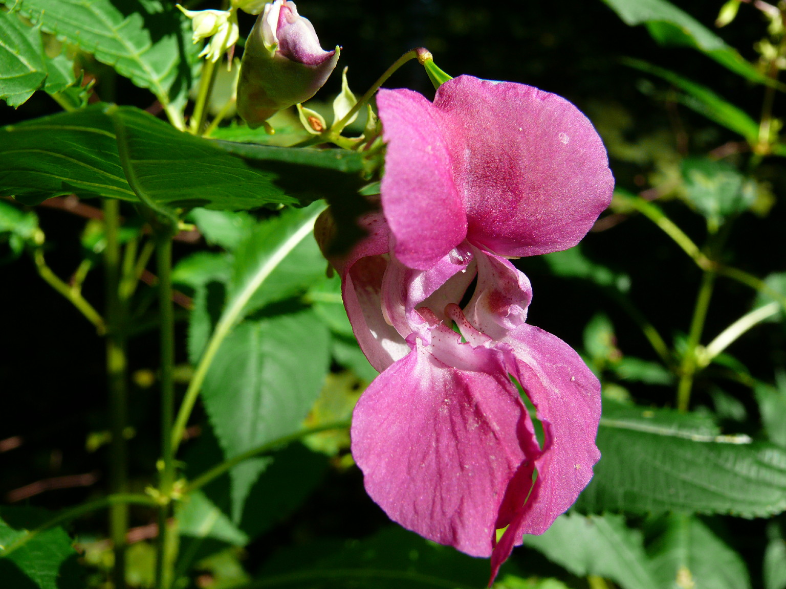 Fonds d'cran Nature Fleurs ORCHIDEE SAUVAGE