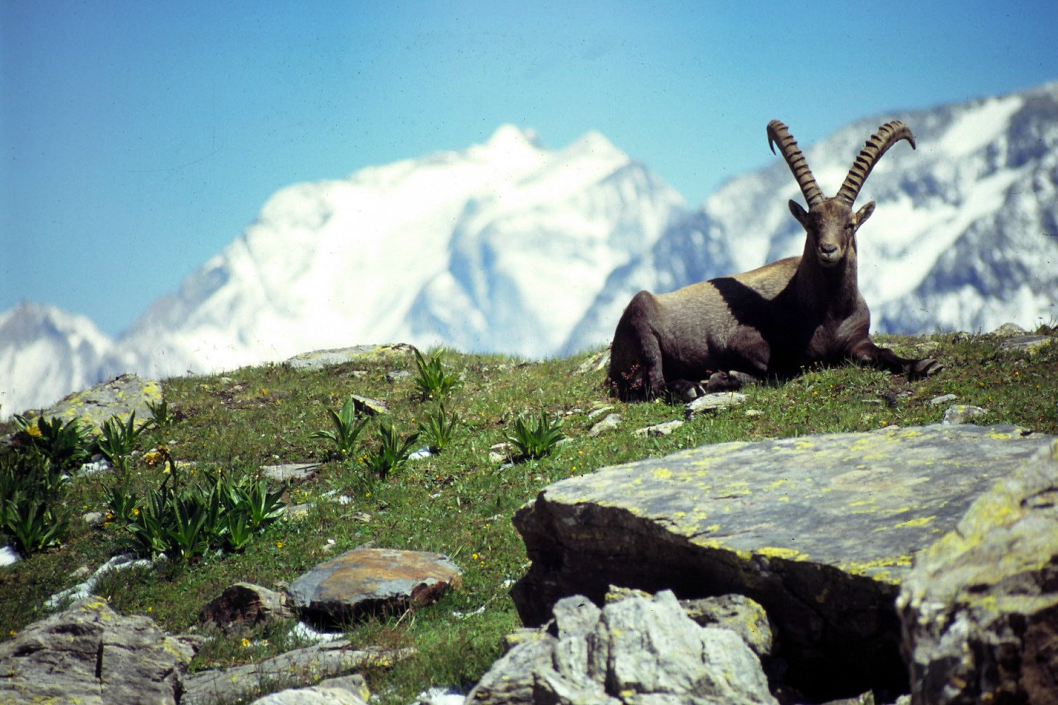 Wallpapers Animals Ibex Bouquetin