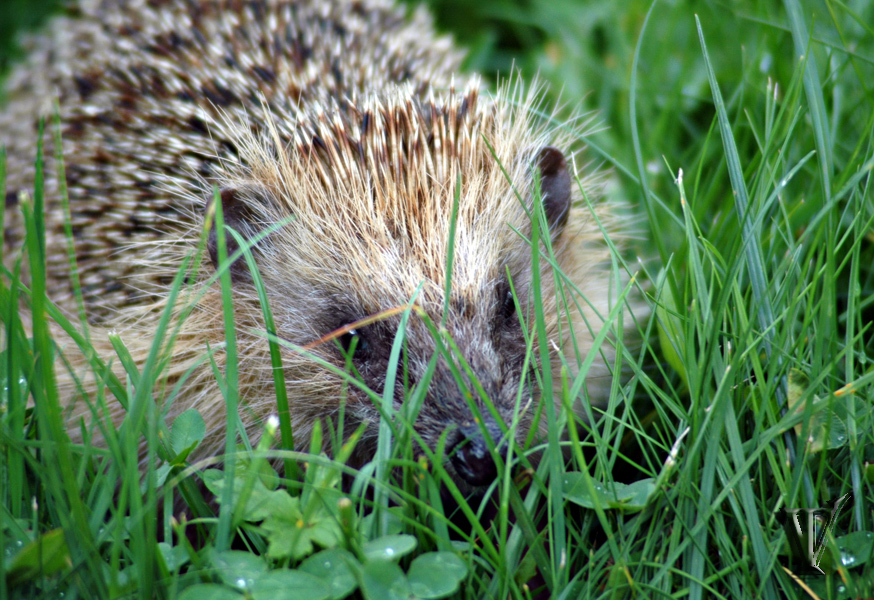 Wallpapers Animals Hedgehogs Hrisson