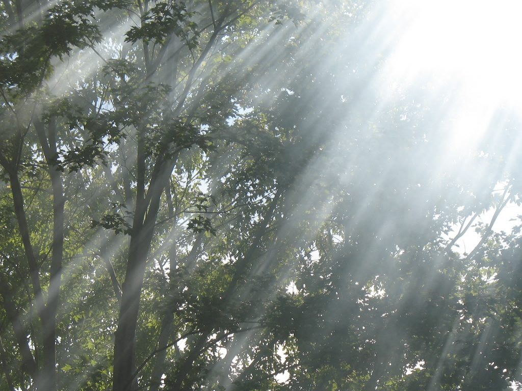 Fonds d'cran Nature Arbres - Forts 