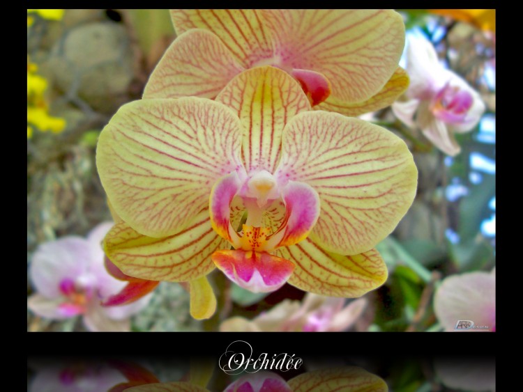 Wallpapers Nature Flowers Orchide