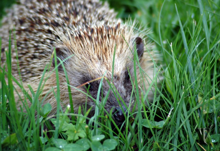 Fonds d'cran Animaux Hrissons Hrisson