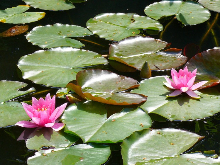 Fonds d'cran Nature Fleurs nnuphars