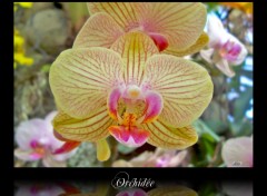 Fonds d'cran Nature Orchide