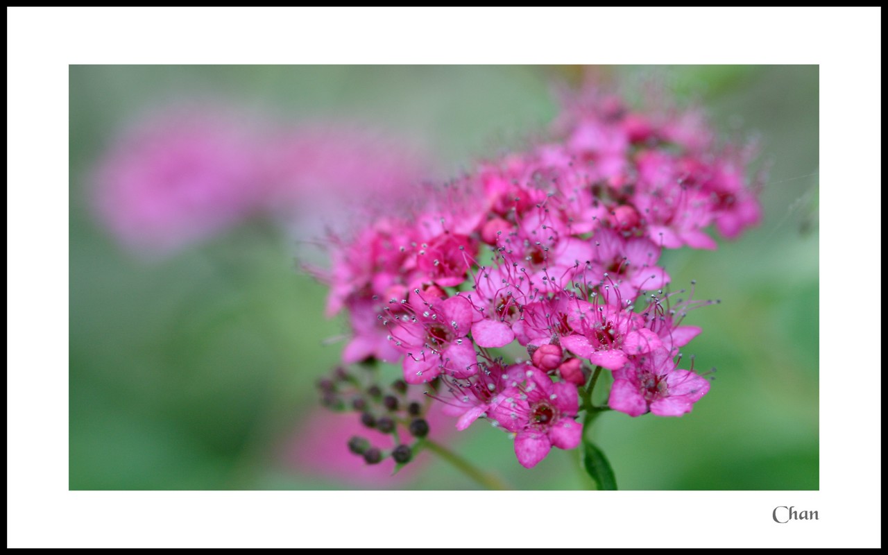 Fonds d'cran Nature Fleurs 