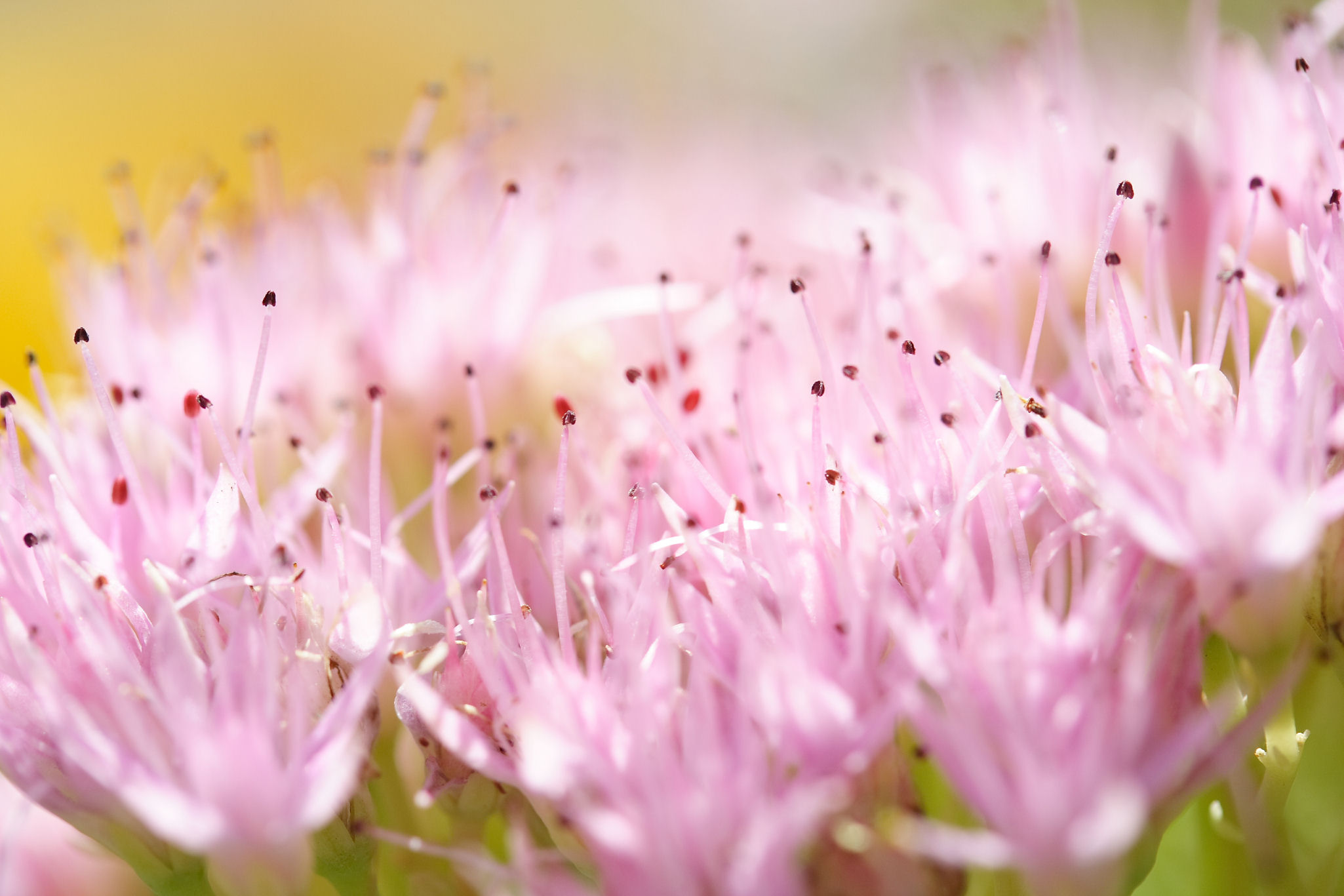 Fonds d'cran Nature Fleurs 