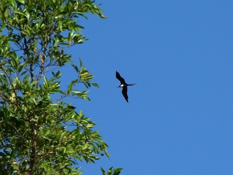 Fonds d'cran Animaux Oiseaux - Divers Frgate superbe