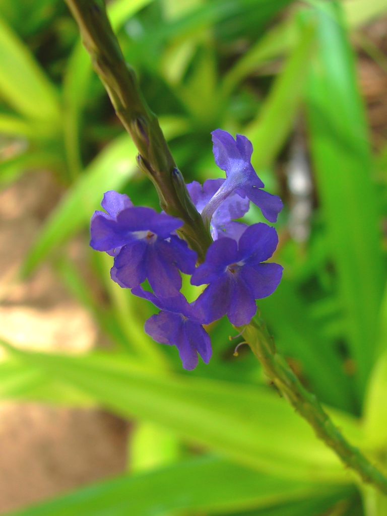 Wallpapers Nature Flowers Fleurettes