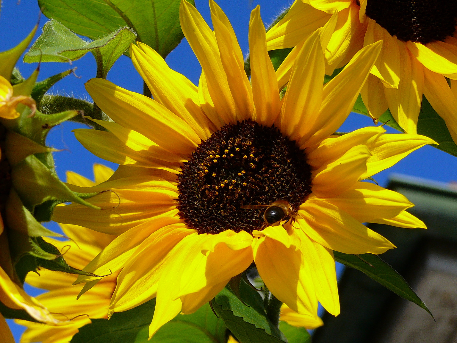 Fonds d'cran Nature Fleurs butineuse perdue dans un soleil