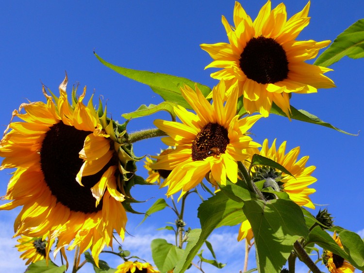 Fonds d'cran Nature Fleurs se dorer au soleil