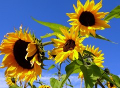 Fonds d'cran Nature se dorer au soleil