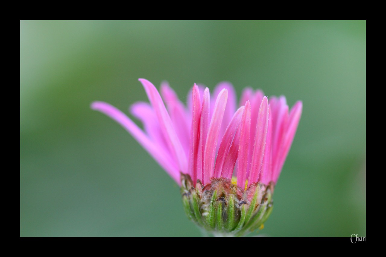 Fonds d'cran Nature Fleurs 