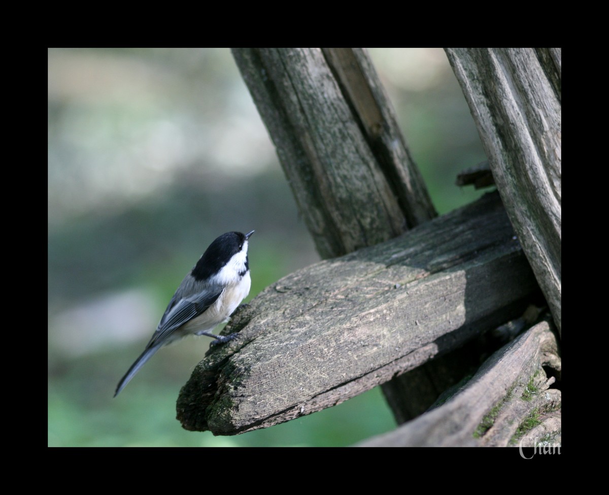 Wallpapers Animals Birds - Chickadees 