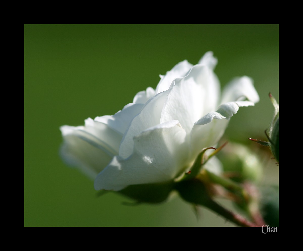 Fonds d'cran Nature Fleurs 