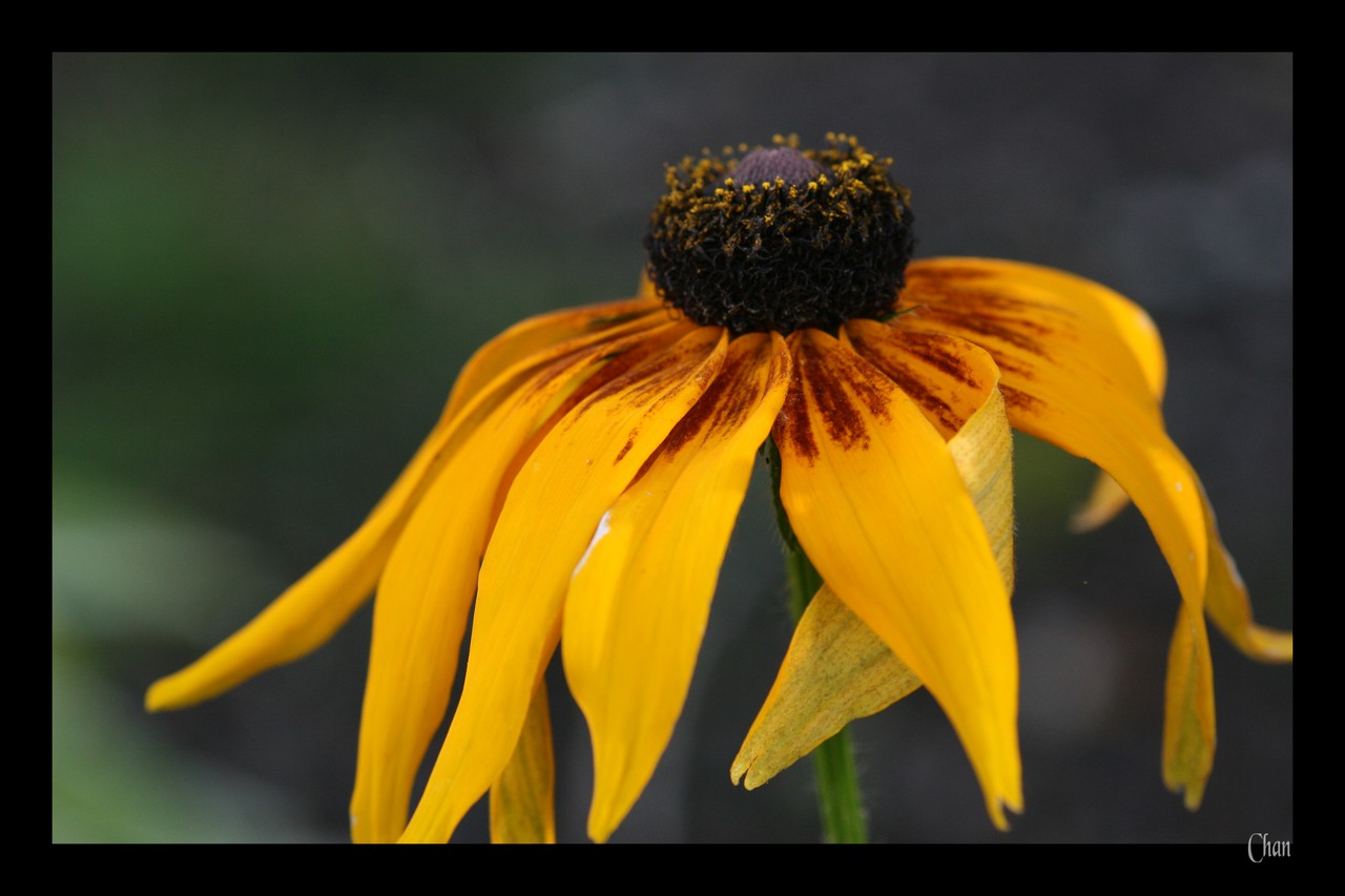 Fonds d'cran Nature Fleurs 