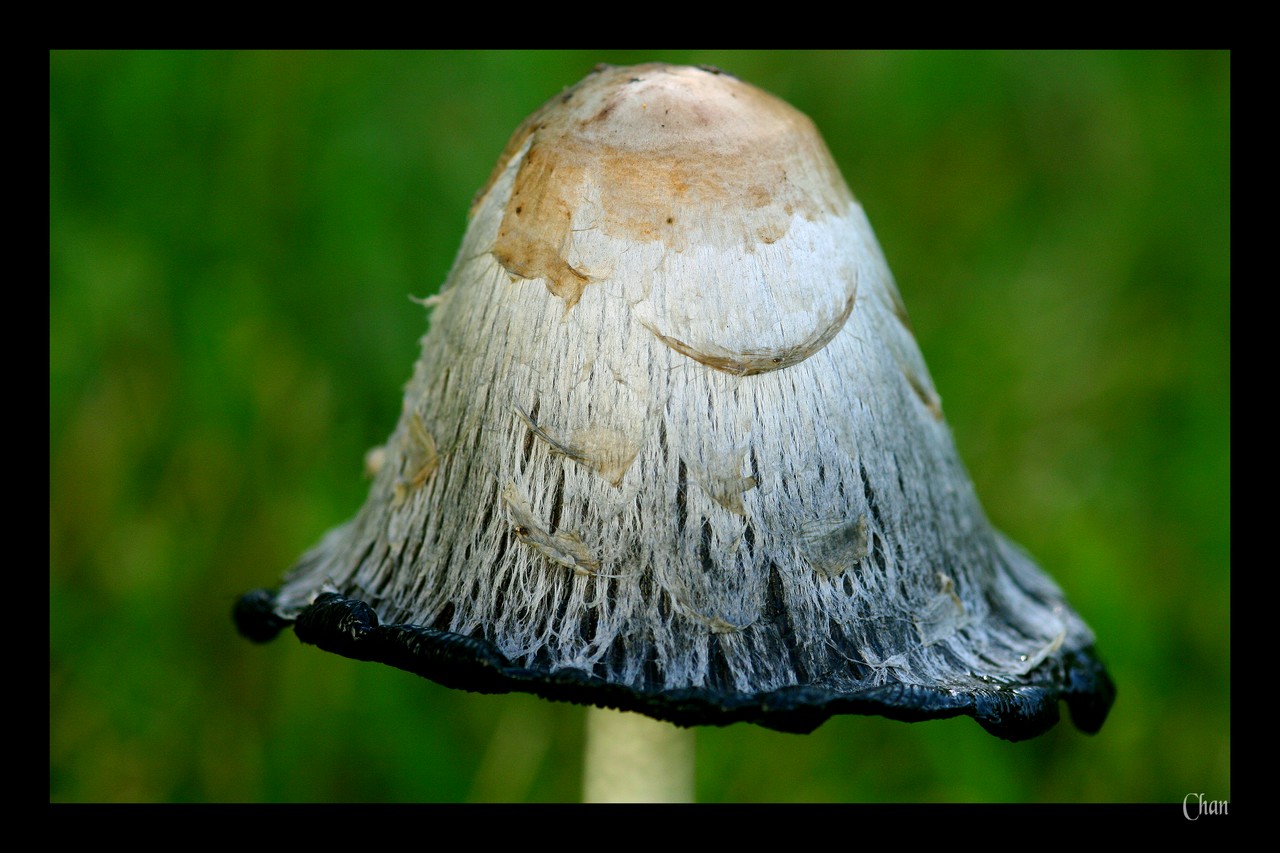 Fonds d'cran Nature Champignons 