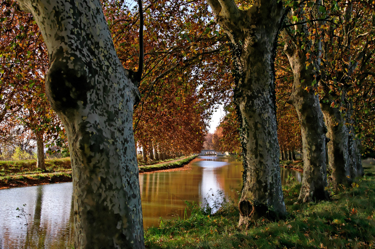 Wallpapers Trips : Europ France > Languedoc-Roussillon Canal du Midi